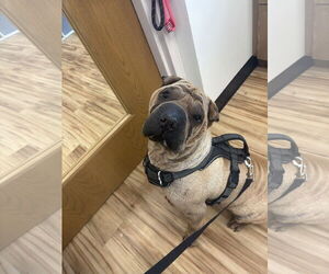 Mutt Dogs for adoption in Rowlett, TX, USA