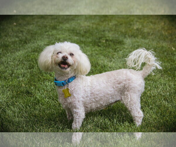 Medium Photo #3 Poodle (Miniature) Puppy For Sale in Sandy, UT, USA