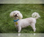 Small #2 Poodle (Miniature)