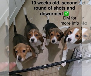 Beagle Puppy for sale in SANTA FE SPRINGS, CA, USA