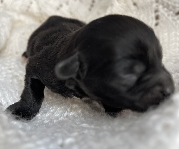 Medium Photo #11 ShihPoo Puppy For Sale in CLARE, MI, USA