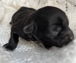 Small Photo #11 ShihPoo Puppy For Sale in CLARE, MI, USA