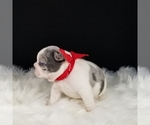 Small #11 French Bulldog