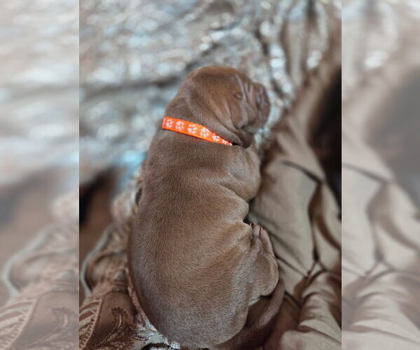 Medium Photo #5 American Pit Bull Terrier Puppy For Sale in CHARLOTTE, NC, USA