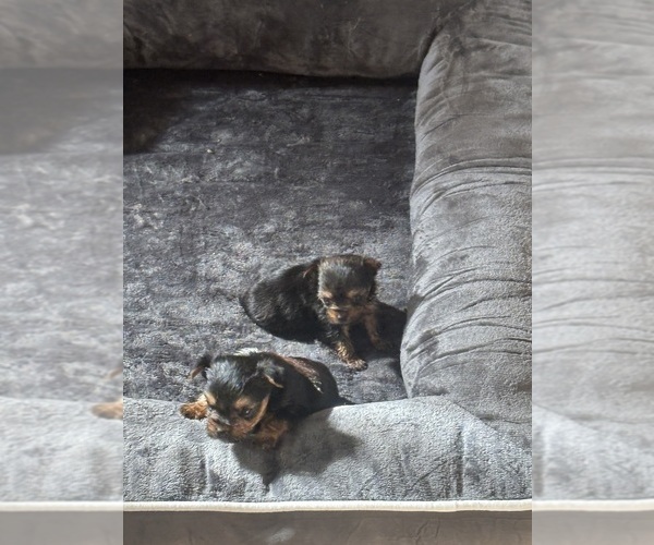 Medium Photo #8 Yorkshire Terrier Puppy For Sale in DENHAM SPRINGS, LA, USA