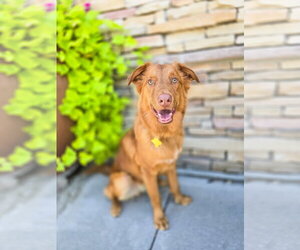 Retriever -Unknown Mix Dogs for adoption in Sandy, UT, USA