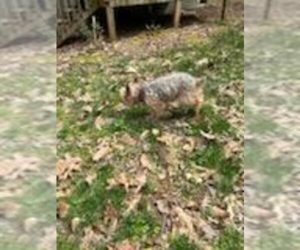Medium Photo #4 Yorkshire Terrier Puppy For Sale in MARIETTA, GA, USA