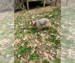 Small Photo #4 Yorkshire Terrier Puppy For Sale in MARIETTA, GA, USA