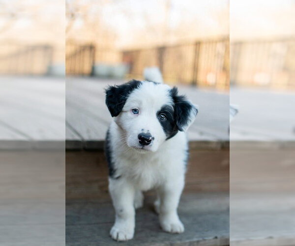 Medium Photo #2 Border Collie-Unknown Mix Puppy For Sale in Germantown, OH, USA