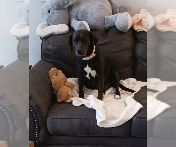 Medium Photo #8 Labrador Retriever-Unknown Mix Puppy For Sale in Brewster, NY, USA