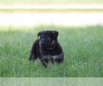 Small #16 German Shepherd Dog