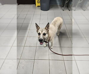 Gerberian Shepsky Dogs for adoption in Corpus Christi, TX, USA