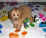 Small Photo #12 Poodle (Toy) Puppy For Sale in ORO VALLEY, AZ, USA