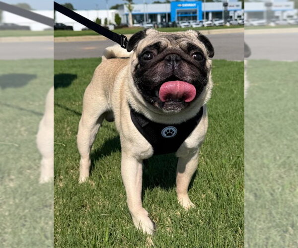 Medium Photo #2 Pug Puppy For Sale in Elizabeth City, NC, USA