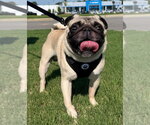 Small #1 Pug