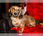 Puppy Maverick Dachshund