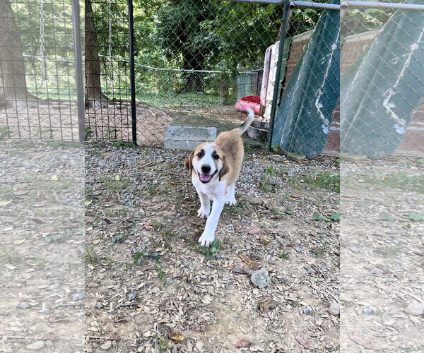 Medium Photo #1 Great Pyrenees-Unknown Mix Puppy For Sale in Tracy City, TN, USA