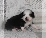 Small #19 Miniature Australian Shepherd