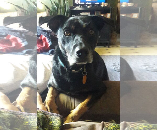 Medium Photo #6 Rottweiler Puppy For Sale in White Hall, AR, USA