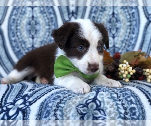Medium Photo #17 Australian Shepherd Puppy For Sale in LAKELAND, FL, USA