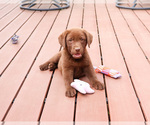 Small #6 Labrador Retriever