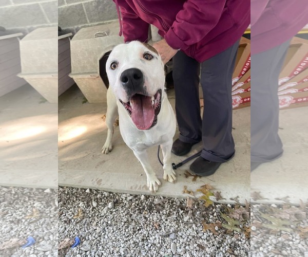 Medium Photo #2 American Pit Bull Terrier-American Staffordshire Terrier Mix Puppy For Sale in Frenchburg, KY, USA
