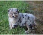 Small #1 Australian Shepherd