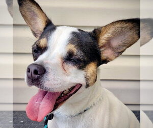 Rat Terrier Dogs for adoption in Atlanta, GA, USA