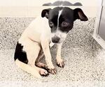 Small #2 Rat Terrier Mix