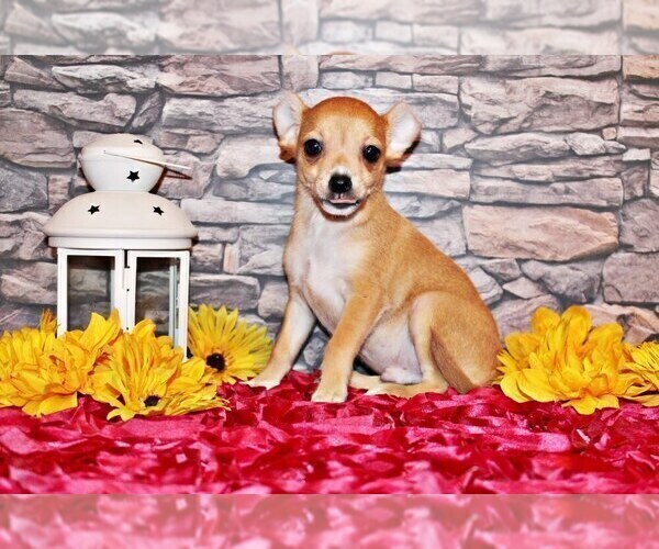 Medium Photo #21 Chihuahua Puppy For Sale in CHARLESTON, AR, USA