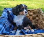 Puppy 2 Australian Shepherd-Cavalier King Charles Spaniel Mix