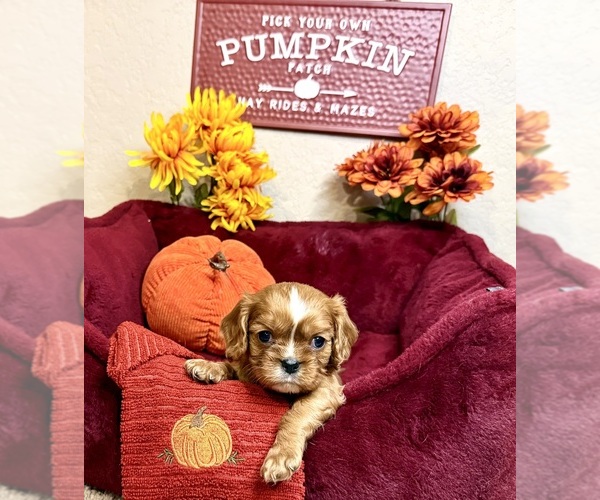 Medium Photo #3 Cavalier King Charles Spaniel Puppy For Sale in NEW BRAUNFELS, TX, USA