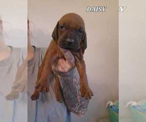 Redbone Coonhound Puppy for sale in RAINIER, OR, USA