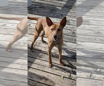Small #3 Italian Greyhuahua