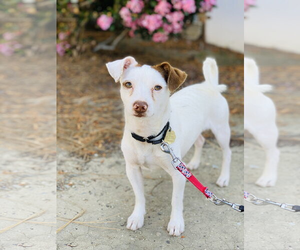 Medium Photo #3 Mutt Puppy For Sale in Seal Beach, CA, USA