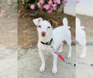 Kirby and Wayne - Male Mutt Dog for Adoption - Photo #3