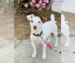 Small Photo #3 Mutt Puppy For Sale in Seal Beach, CA, USA