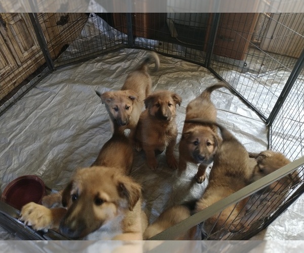 Medium Photo #1 Belgian Malinois-Collie Mix Puppy For Sale in TOMAH, WI, USA