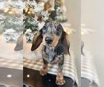 Small #8 Dachshund