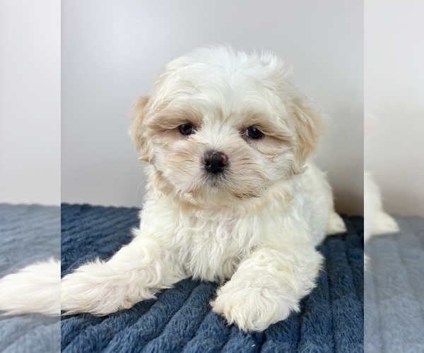 Medium Photo #4 Mal-Shi Puppy For Sale in INDIANAPOLIS, IN, USA