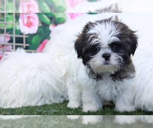 Shih Tzu Puppy for sale in MARIETTA, GA, USA