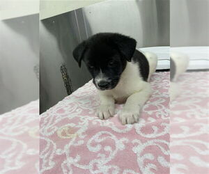 Labsky Dogs for adoption in Fairbanks, AK, USA