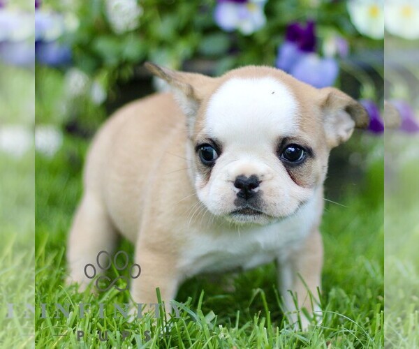 Medium Photo #4 French Bulldog Puppy For Sale in RONKS, PA, USA