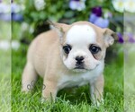 Small #3 French Bulldog