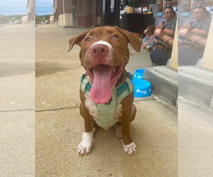 Mutt Dogs for adoption in Spotsylvania, VA, USA
