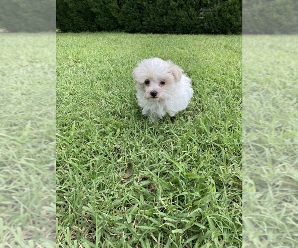 Medium Photo #5 Maltese Puppy For Sale in FREDONIA, KS, USA