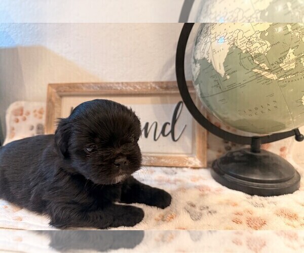 Medium Photo #1 Shih Tzu-Shorkie Tzu Mix Puppy For Sale in ELIZABETH, CO, USA