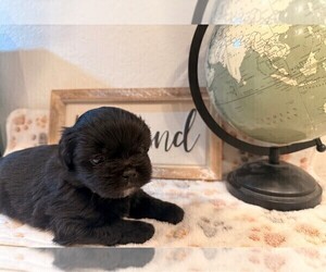 Shih Tzu-Shorkie Tzu Mix Puppy for sale in ELIZABETH, CO, USA