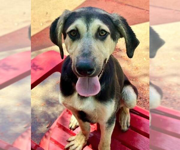 Medium Photo #2 Doberman Pinscher-German Shepherd Dog Mix Puppy For Sale in Sacramento, CA, USA