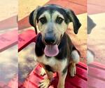 Small #1 Doberman Pinscher-German Shepherd Dog Mix